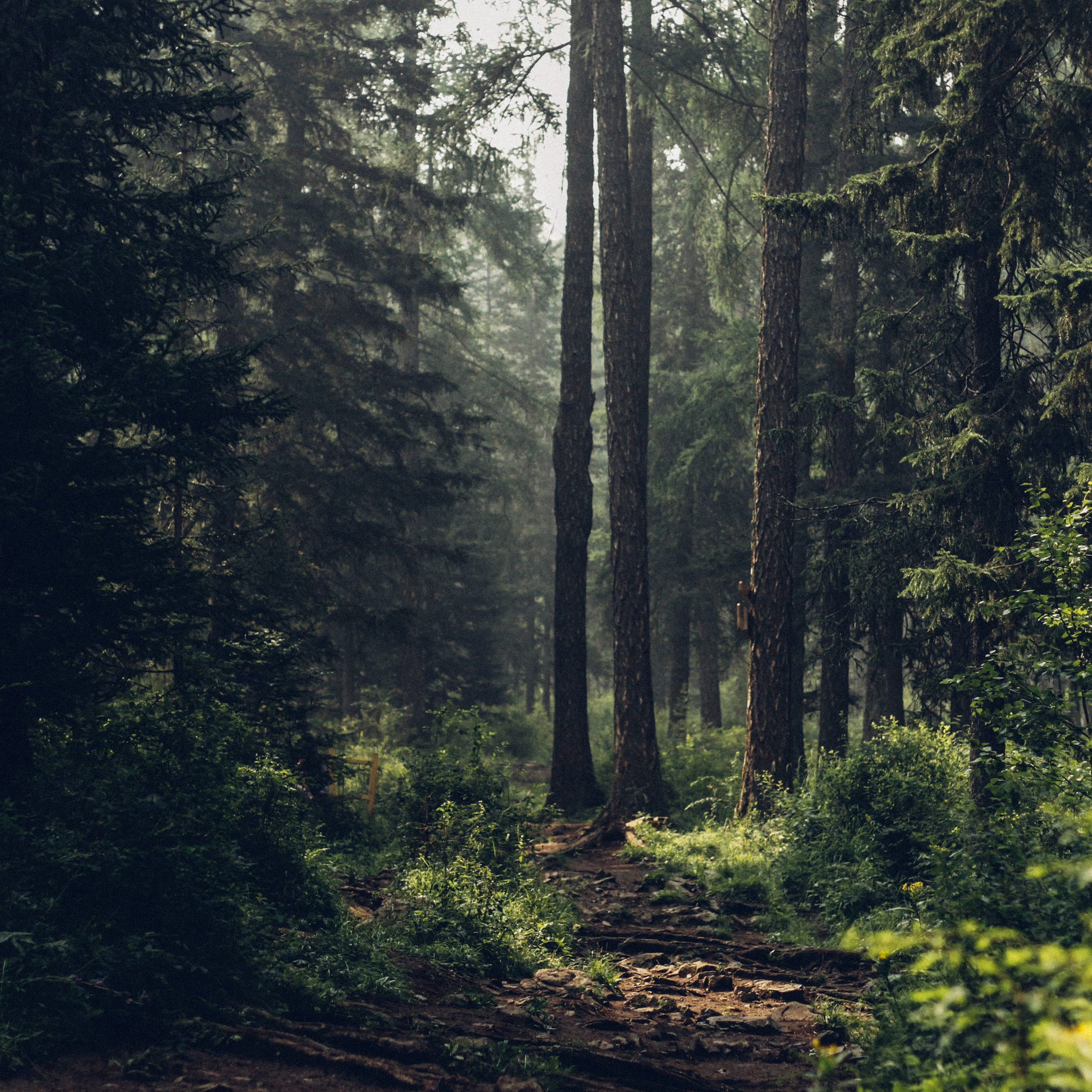 a photo of a path going through a forest